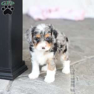 Bree, Cavapoo Puppy